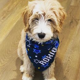 Bernedoodle Puppies from Star of the Sea Doodles