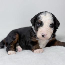 Pollen - Tri-color male Bernedoodle puppy in Fleming, Colorado from Vandenbark Doodles