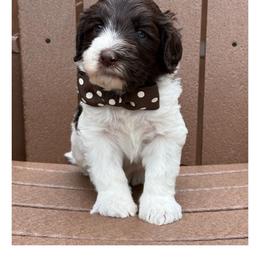 Mister Brown - Chocolate male Australian Labradoodle puppy in Wake Forest, North Carolina from Lucky Country Labradoodles