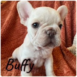 Buffy - White female French Bulldog puppy in Clever, Missouri from Crystals Bulldog Bungalow