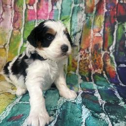 Kassi - Parti female Assorted Doodle Crosses puppy in Moulton, Iowa from Shondel Puppy Paws