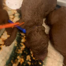 Cypress - Red  male Poodle puppy in Mount Vernon, Illinois from AMC Poodles