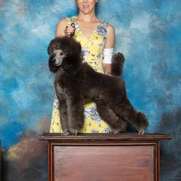 Cash - Poodle