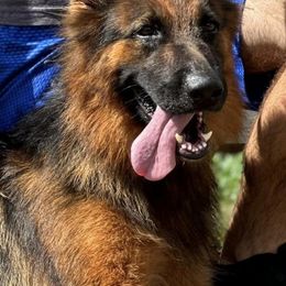 German Shepherds from Von Freimeier Kennels