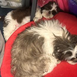 Shih Tzu Puppies from Wood Foo Breeders