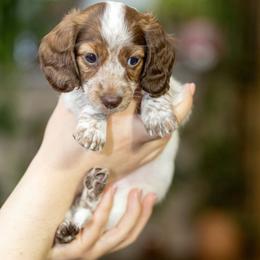 Iono - Piebald female Dachshund puppy in Wichita Falls, Texas from Matilda Jane’s Dachshunds