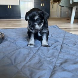 Miniature Schnauzer Puppies from Miles Family Schnauzers