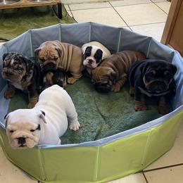 Bulldog puppies from Semper Fi Bulldogs