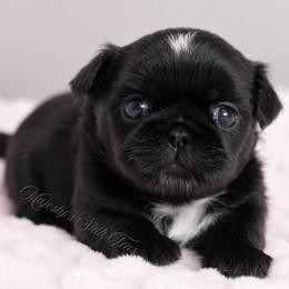 Black girl - Black female Shih Tzu puppy in Douglas, Massachusetts from Majesty’s Shih Tzus