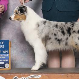 Australian Shepherds from Forestwood Australian Shepherds
