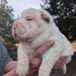 Girl 1 - White female Chinese Shar-Pei puppy in Autryville, North Carolina from T&D'S Razen Wrinkles Shar-pei