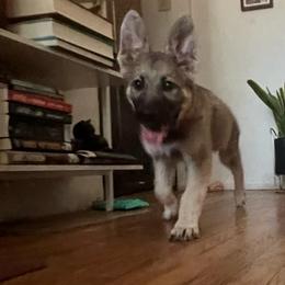 Arjun - Sable male German Shepherd puppy in Yuba City, California from Barton’s German Shepherds