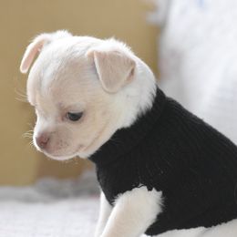 "Diamond. Out of Korra and Tooki" Chihuahua Puppies from The Fifth Element Kennel