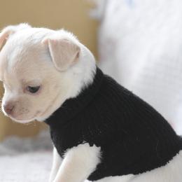 "Diamond. Out of Korra and Tooki" Chihuahua Puppies from The Fifth Element Kennel
