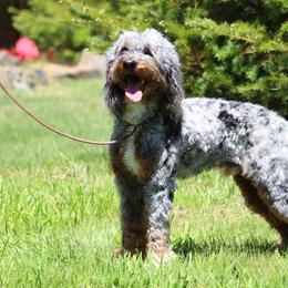 Australian Mountain Doodle and Bernedoodle All Grown Up from Blue Skye Doodles