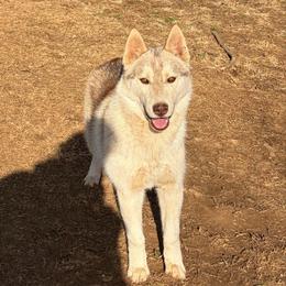Boy 1 - Red and white male Siberian Husky puppy in Loudon, Tennessee from Kristari Siberians