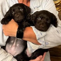 Dorothy-Taft, TN - Chocolate female Boykin Spaniel puppy in Bowling Green, Kentucky from Drakes Creek Boykins LLC