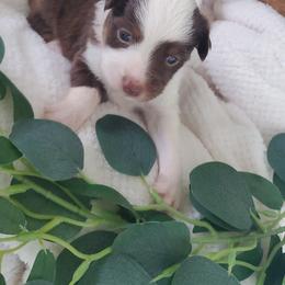 Miniature Australian Shepherd Puppies from Barnyard Mini Aussies