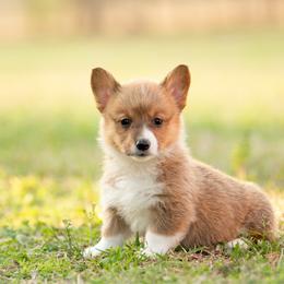 Pink Collar- Cheddar - Sable female Pembroke Welsh Corgi puppy in Waverly Hall, Georgia from 6g Ranch Corgis