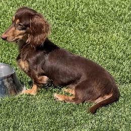 Smores - Dachshund