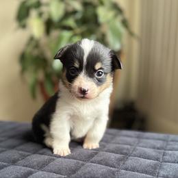 Rose - Black and tan female Pembroke Welsh Corgi puppy in Lake City, Minnesota from Lake Pepin Corgi's