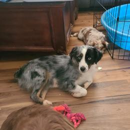 Dottie - Miniature Australian Shepherd
