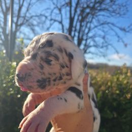 Edith - Harlequin female Great Dane puppy in Granby, Missouri from HCR Great Danes