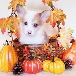 American Corgi and Pembroke Welsh Corgi Puppies from Whimsical Treasure Corgis