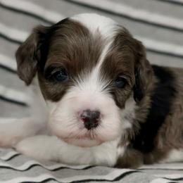 Cumulus - Merle male Cavapoo puppy in Salem, New Jersey from Dreamy Night Doodles