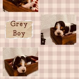 Mr. Grey - Black brown and white male Basset Hound puppy in Lagrange, Georgia from Tall Oak Bassets