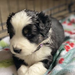 "Sebastian " Miniature Australian Shepherd and Toy Australian Shepherd Puppies from Rye Hill Aussies