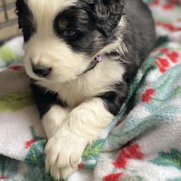 "Sebastian " Miniature Australian Shepherd and Toy Australian Shepherd Puppies from Rye Hill Aussies