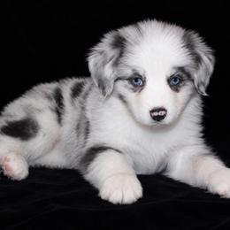 Nova - Blue merle female Australian Shepherd puppy in Colorado Springs, Colorado from Storm and Sage Australian Shepherds