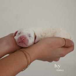 Ivy - Parti female Goldendoodle puppy in Salem, Virginia from Aloha Doodles & Poodles