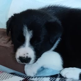 Border Collie Puppies from Karma Performance