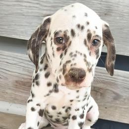 Jigglypuff (Hot Pink Collar) HUA - White and liver brown female Dalmatian puppy in Raymondville, Missouri from Wagner's Dalmatian's