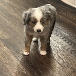 Martha May Whovier - Toy Australian Shepherd puppy from Willow Ridge Mini and Toy Aussies