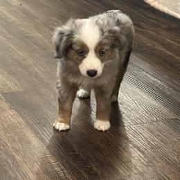 Martha May Whovier - Toy Australian Shepherd puppy from Willow Ridge Mini and Toy Aussies
