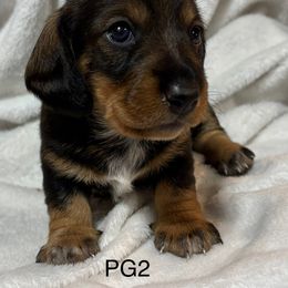 PG2 - Wild boar Dachshund puppy in South Carolina from Purebred Dachshunds