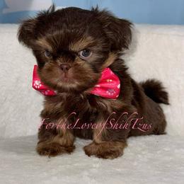 Pup Pup 5 - Chocolate and tan female Shih Tzu puppy in Los Angeles, California from For the Love of Shih Tzus