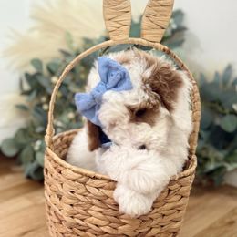 Goldendoodle Puppies from The Puppy Nest