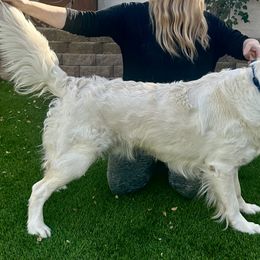 Draco - Golden Retriever