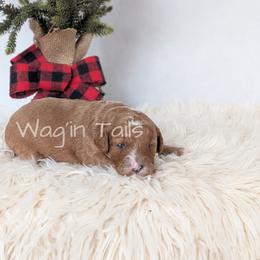 Noel - Red female Cavapoo puppy in Amboy, Indiana from Wag'in Tails