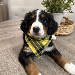 Kitty Wells - Tri-color female Bernedoodle puppy in Draper, Utah from Salt City Farm