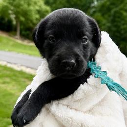 Aqua Collar Black Female - Black male Labrador Retriever puppy in Gainesville, Georgia from Rucker Retrievers