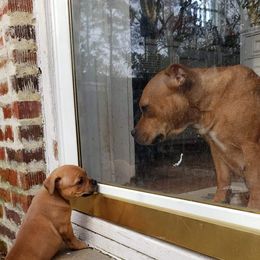 Bull Terrier and Staffordshire Bull Terrier Puppies from Terri Cournoyer