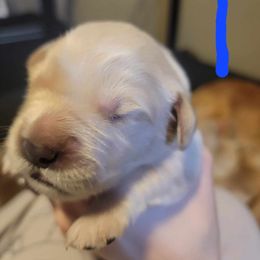 Golden Retriever Puppies from Wild Roost Goldens
