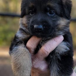 Berger Blanc Suisse and German Shepherd Puppies from Vom Hundhaus Shepherds