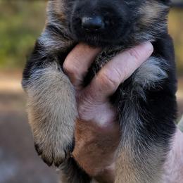 Berger Blanc Suisse and German Shepherd Puppies from Vom Hundhaus Shepherds