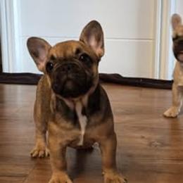 French Bulldog Puppies from Reds Frenchies